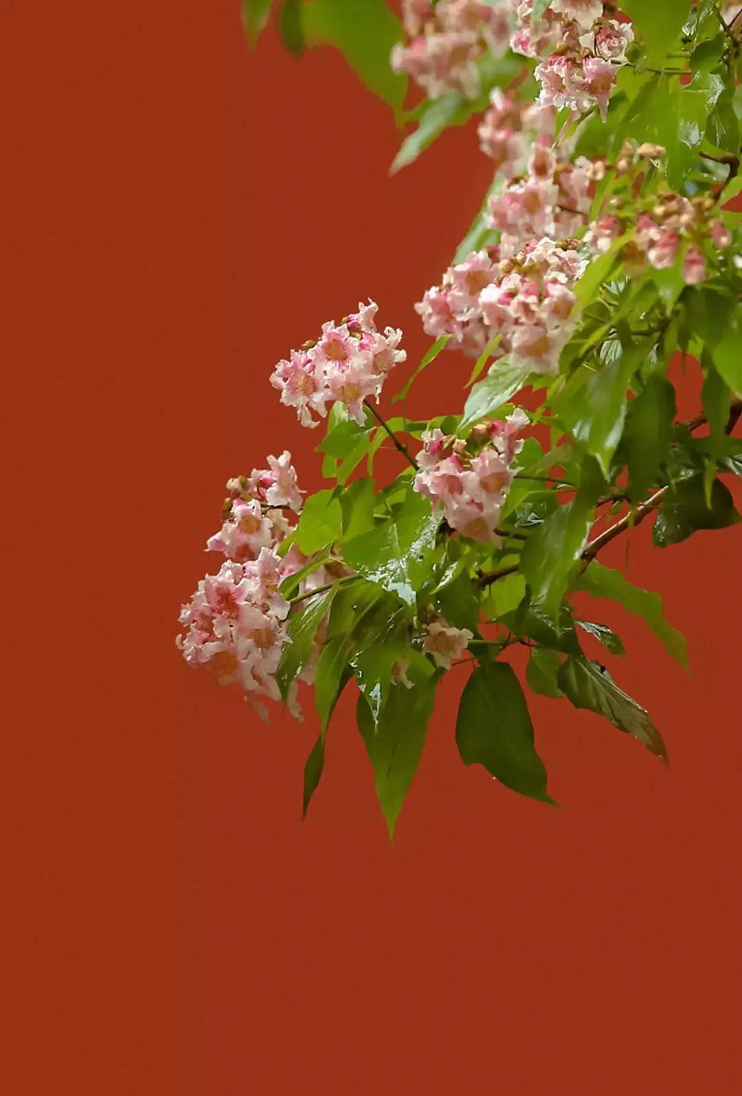 春暖花开